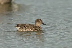 Teal: Common Teal