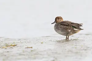 Teal: Common Teal