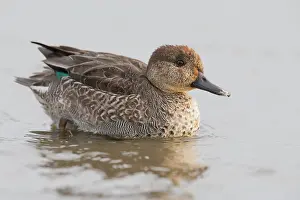 Teal: Common Teal