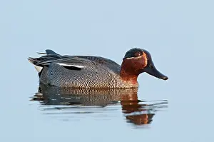 Teal: Common Teal