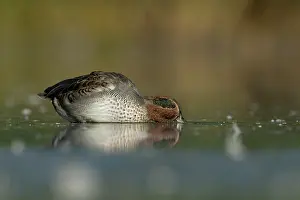 Teal: Common Teal