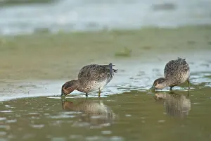 Zeeland: Common Teal