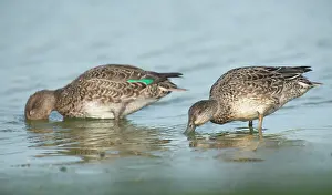 Zeeland: Common Teal