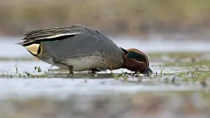 Teal: Common Teal