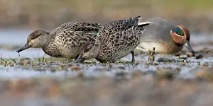 Teal: Common Teal