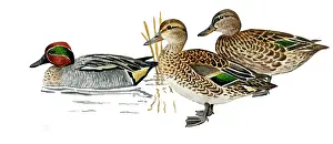 Teal: Common Teal