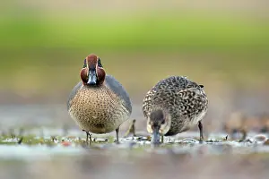Teal: Common Teal