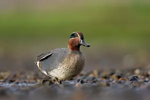 Teal: Common Teal
