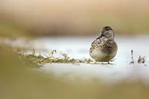 Teal: Common Teal
