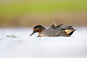 Teal: Common Teal