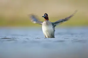 Teal: Common Teal