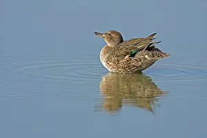 2000: Common Teal