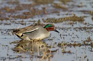 2000: Common Teal