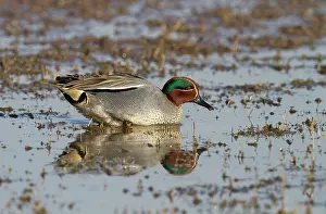 2000: Common Teal