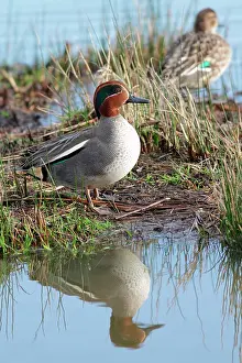 Crecca: Common Teal (Anas crecca), couple