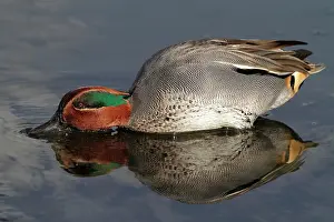 Crecca: Common Teal (Anas crecca), male