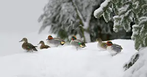 Vision: Common Teal (Anas crecca) in the snow, Bayerischer
