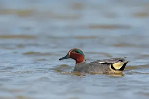 Teal: Common Teal (Anas crecca) swimming