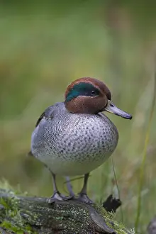 060418: Common Teal - drake in breeding plumage - Germany