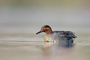 Crecca: Common Teal - drake at waterlevel