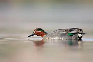 Crecca: Common Teal - drake at waterlevel