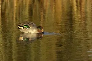 Eats: Common teal duck (Anas crecca) adult male bird feeding in a lake