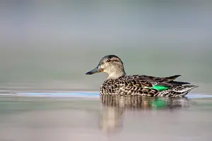 Crecca: Common Teal - female at waterlevel