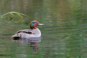 Crecca: Common Teal - male in water