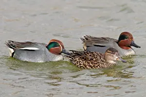 Teals: Common Teal two males and a female (Controlled Conditions)