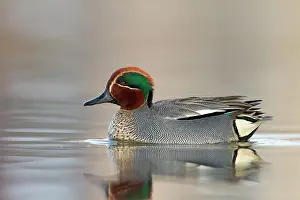 Roy Glen: Common Teal showing feather detail