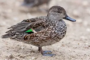 Crecca: Common Teal - Single adult female standing on sand