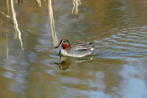 Crecca: Common Teal - in winter