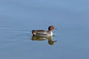 Crecca: Common Teal - in winter