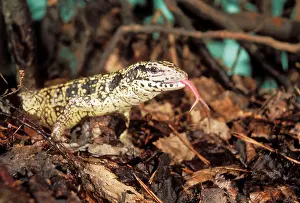 Tonge: Common Tegu LIZARD