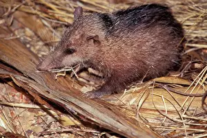 Tenrec: Common Tenrec - on wood