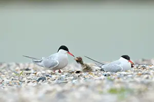 Hirundo: Common Tern