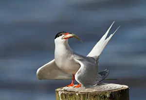Hirundo: Common Tern