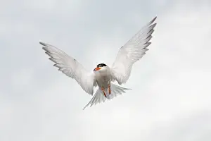 Hirundo: Common Tern