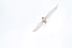 Hirundo: Common Tern