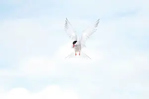 Hirundo: Common Tern