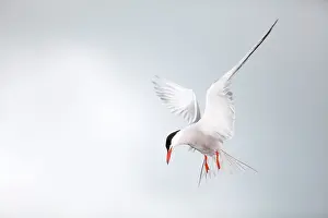 Terns: Common Tern