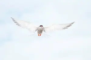 Terns: Common Tern