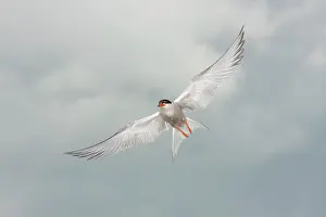 Hirundo: Common Tern