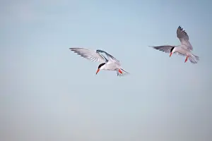 Hirundo: Common Tern