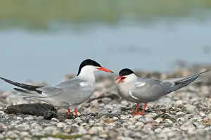 Hirundo: Common Tern
