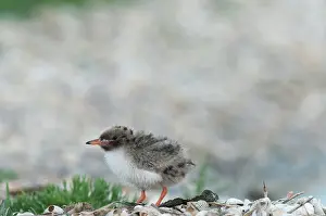 Hirundo: Common Tern