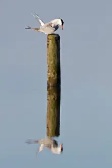 Hirundo: Common Tern