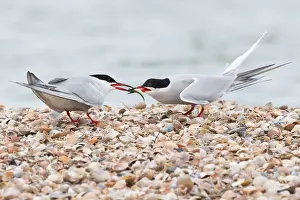 Hirundo: Common Tern