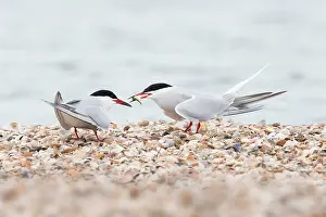 Hirundo: Common Tern