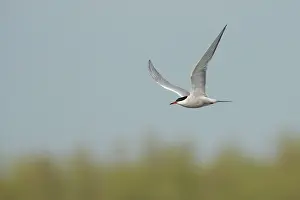 Hirundo: Common Tern